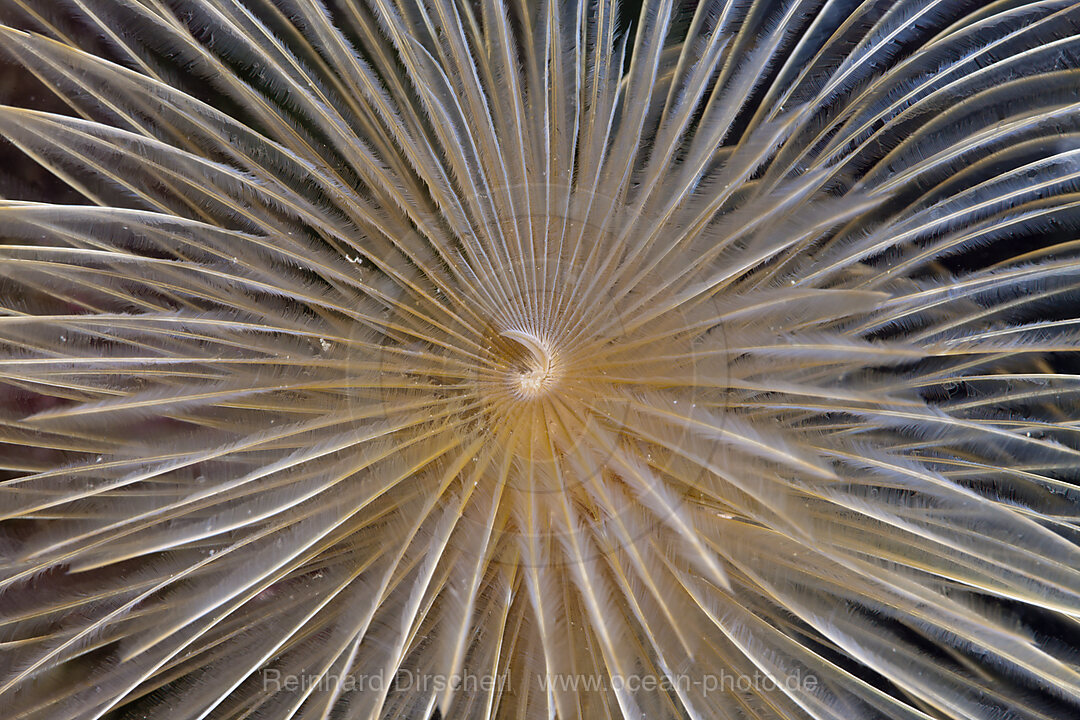 Tentakel einer Schraubensabelle, Spirographis spallanzani, Cap de Creus, Costa Brava, Spanien