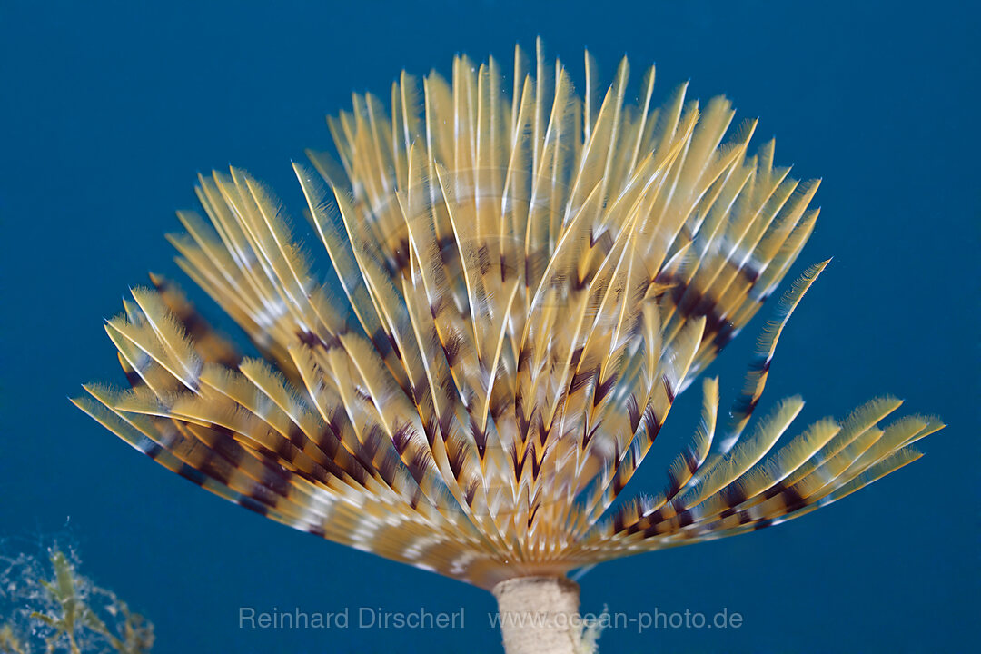 Tentakel einer Schraubensabelle, Spirographis spallanzani, Cap de Creus, Costa Brava, Spanien