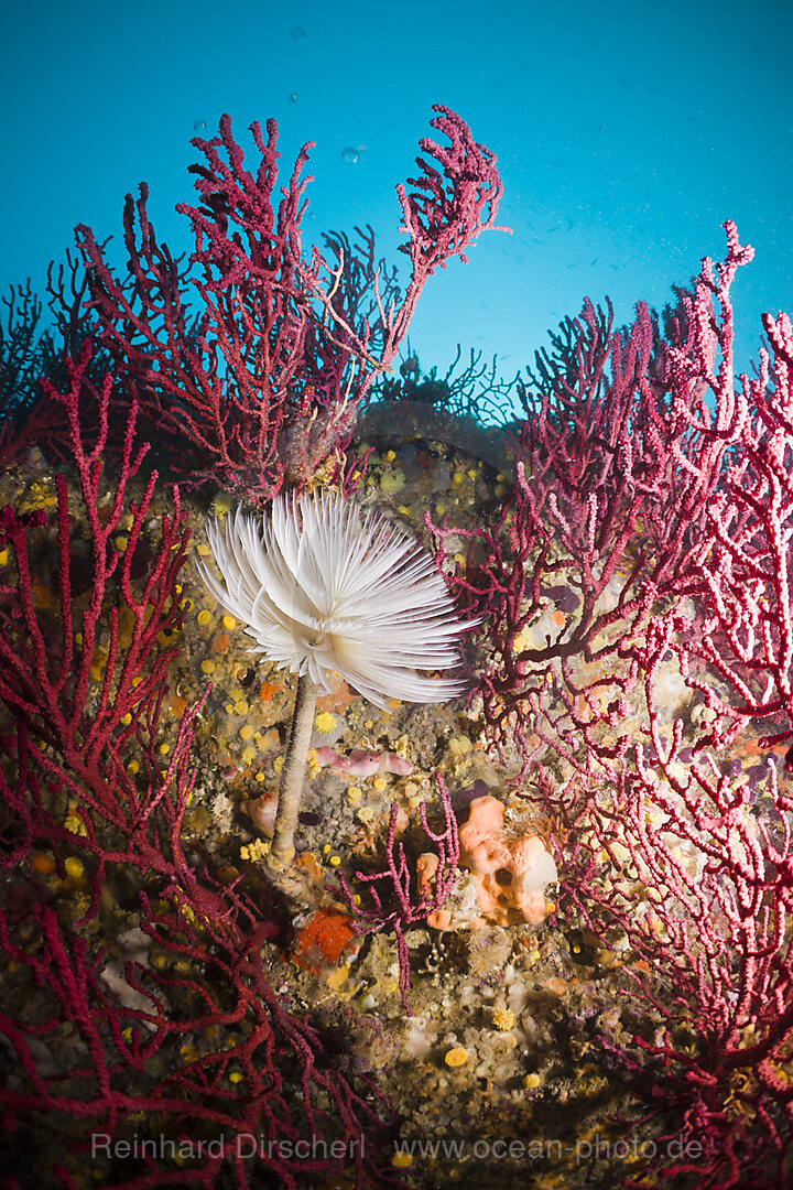 Schraubensabelle an Korallenriff, Spirographis spallanzani, Cap de Creus, Costa Brava, Spanien