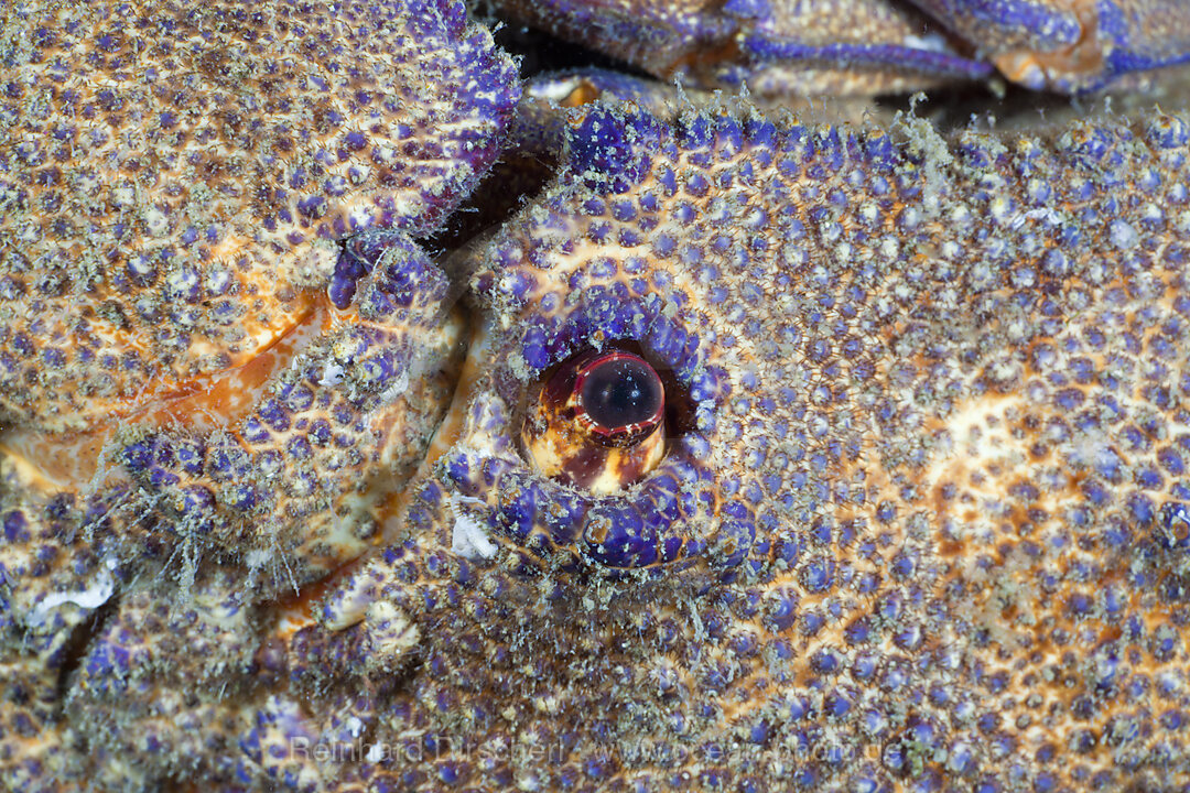 Auge Grosser Baerenkrebs, Scyllarides latus, Cap de Creus, Costa Brava, Spanien