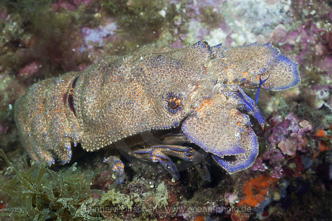 Greater Locust Lobster, Scyllarides latus, Cap de Creus, Costa Brava, Spain