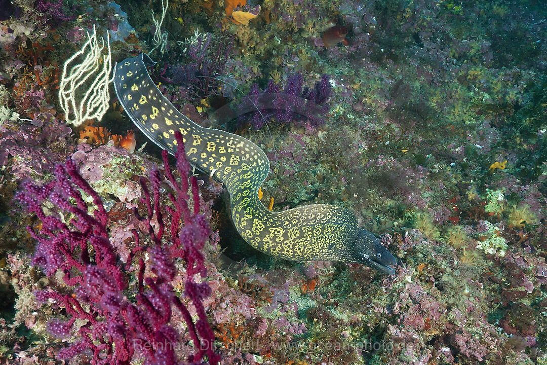 Mittelmeer-Muraene, Muraena helena, Cap de Creus, Costa Brava, Spanien