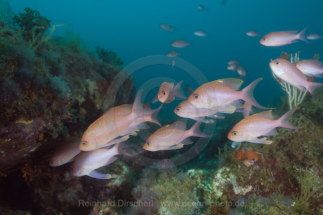 Shoal of Mediterranean Fairy Basslet