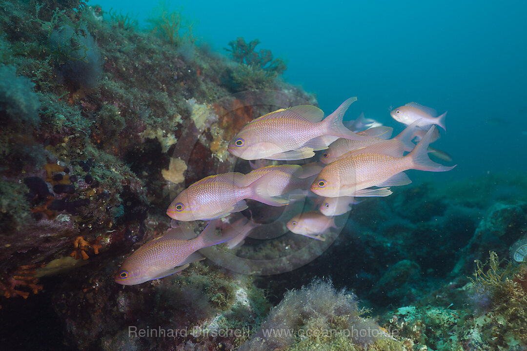 Shoal of Mediterranean Fairy Basslet