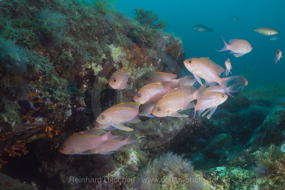 Schwarm Mittelmeer-Fahnenbarsche, Anthias anthias, Cap de Creus, Costa Brava, Spanien