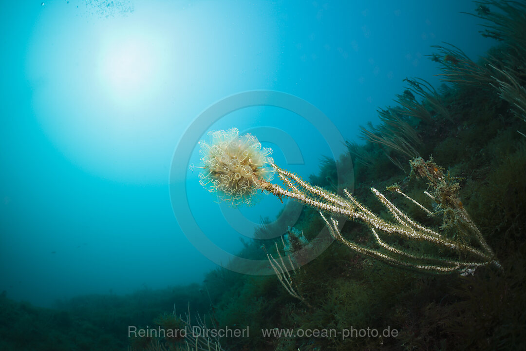 Colony of Diazona Tunicate, Diazona violacea, Cap de Creus, Costa Brava, Spain