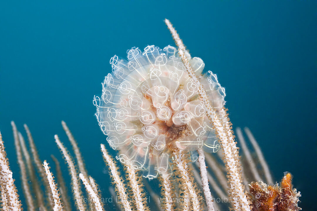 Colony of Diazona Tunicate, Diazona violacea, Cap de Creus, Costa Brava, Spain