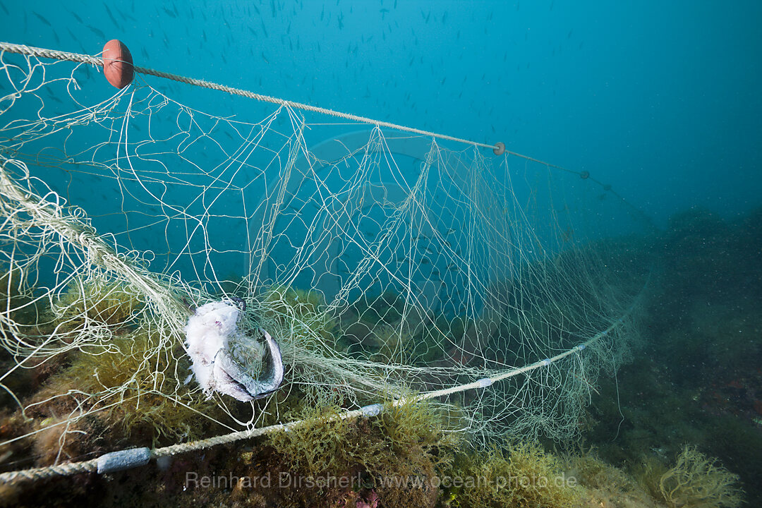 Verlorenes Fischernetz im Riff, Cap de Creus, Costa Brava, Spanien