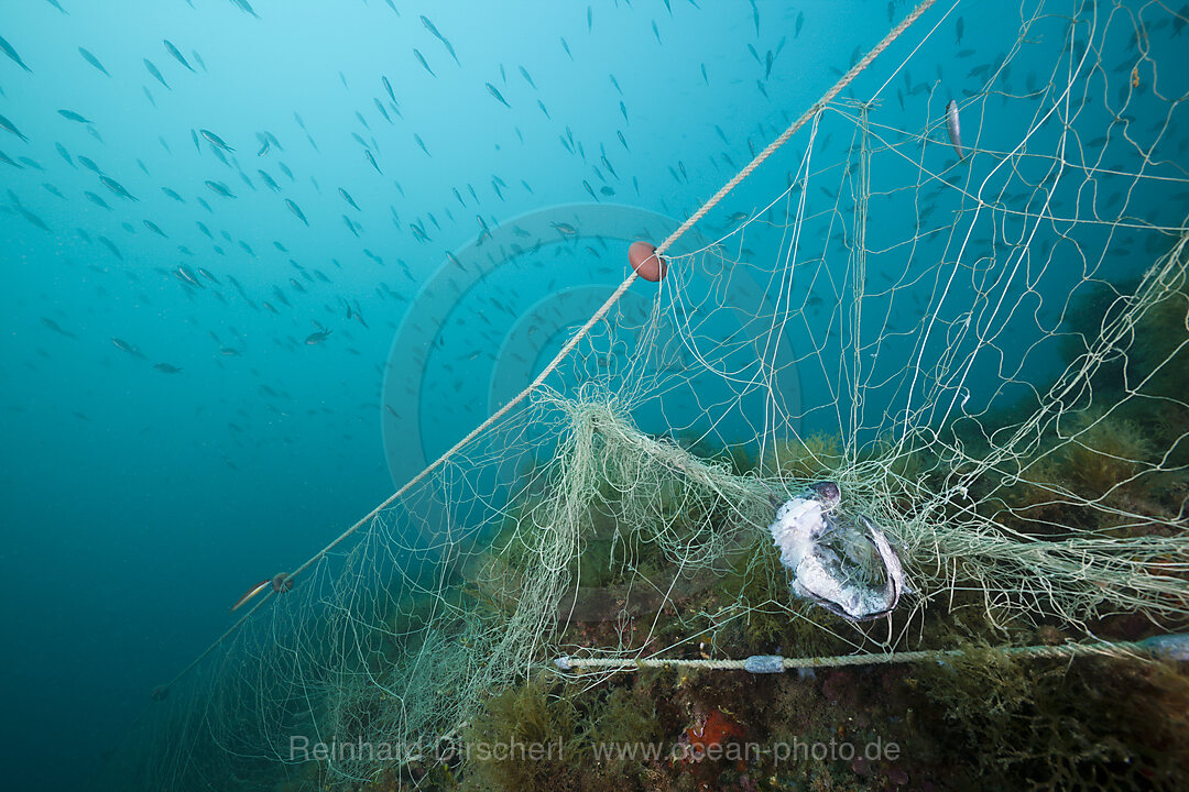 Verlorenes Fischernetz im Riff, Cap de Creus, Costa Brava, Spanien