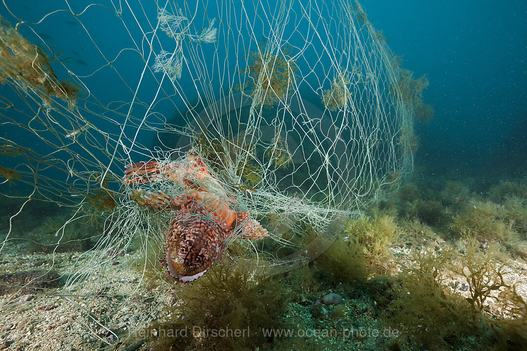 Drachenkopf in verlorenem Fischernetz, Scorpaena scrofa, Cap de Creus, Costa Brava, Spanien