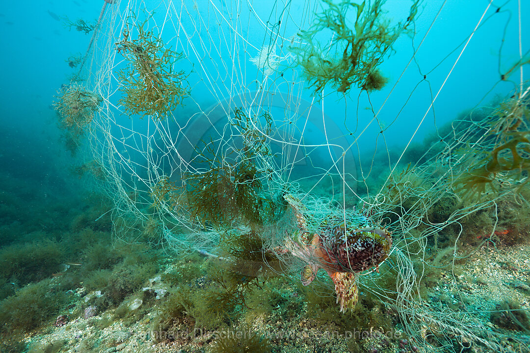 Drachenkopf in verlorenem Fischernetz