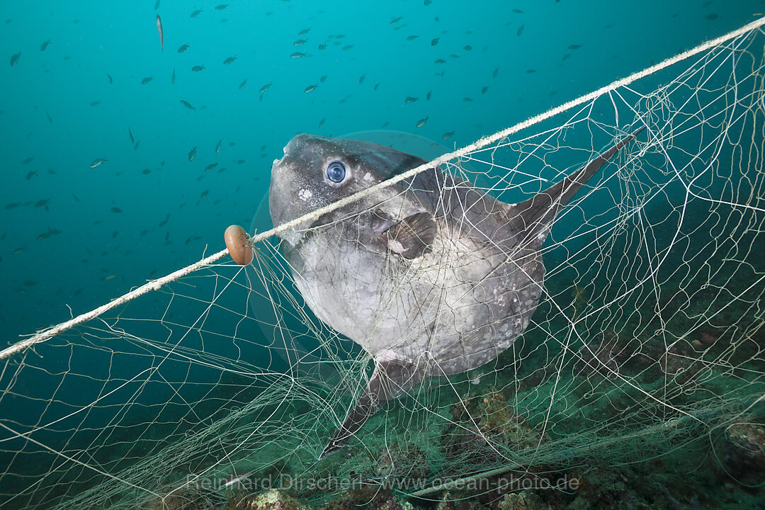 Sunfish trapped in lost Fishing Net, Mola mola, Cap de Creus, Costa Brava, Spain