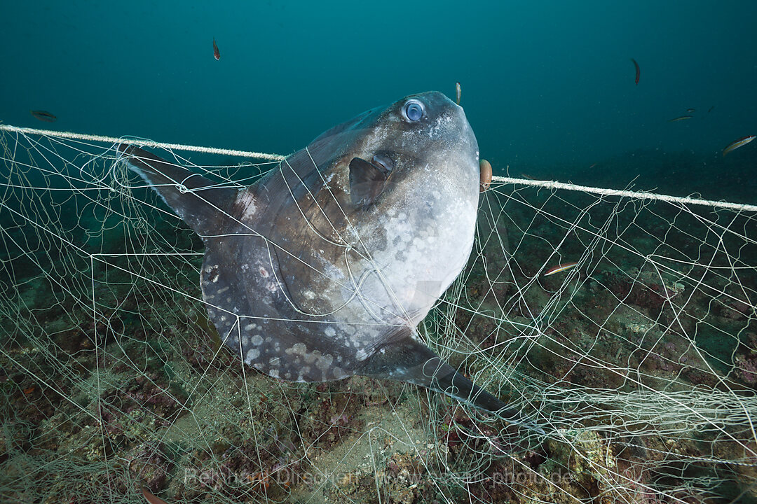 Mondfisch in verlorenem Fischernetz, Mola mola, Cap de Creus, Costa Brava, Spanien