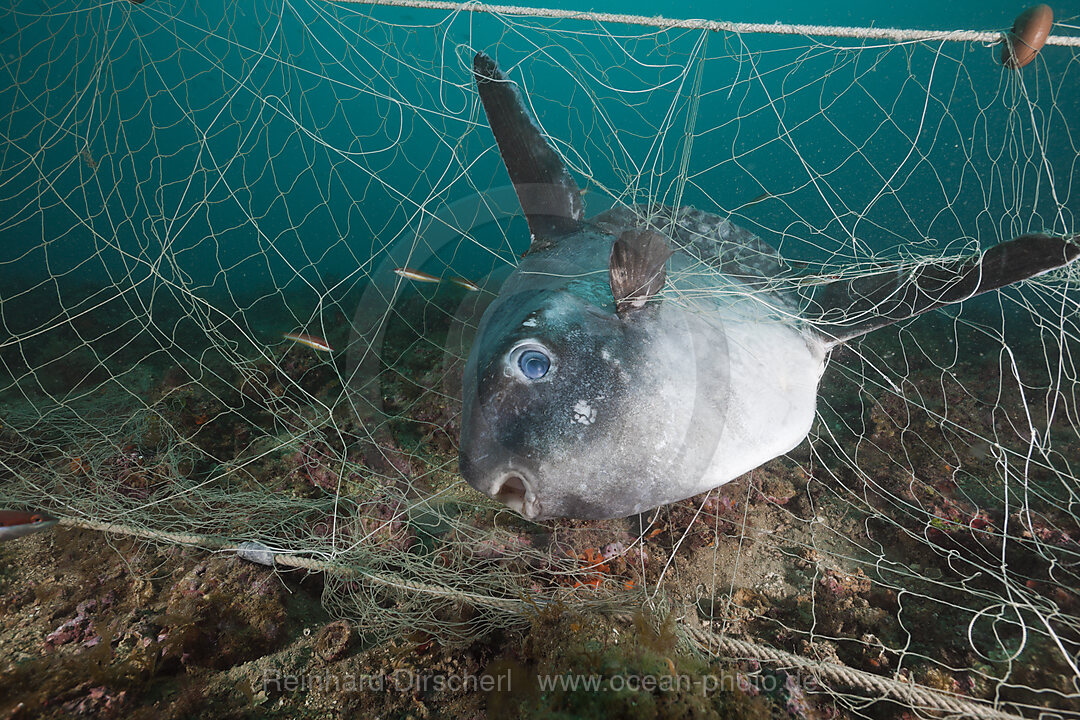 Sunfish trapped in lost Fishing Net, Mola mola, Cap de Creus, Costa Brava, Spain