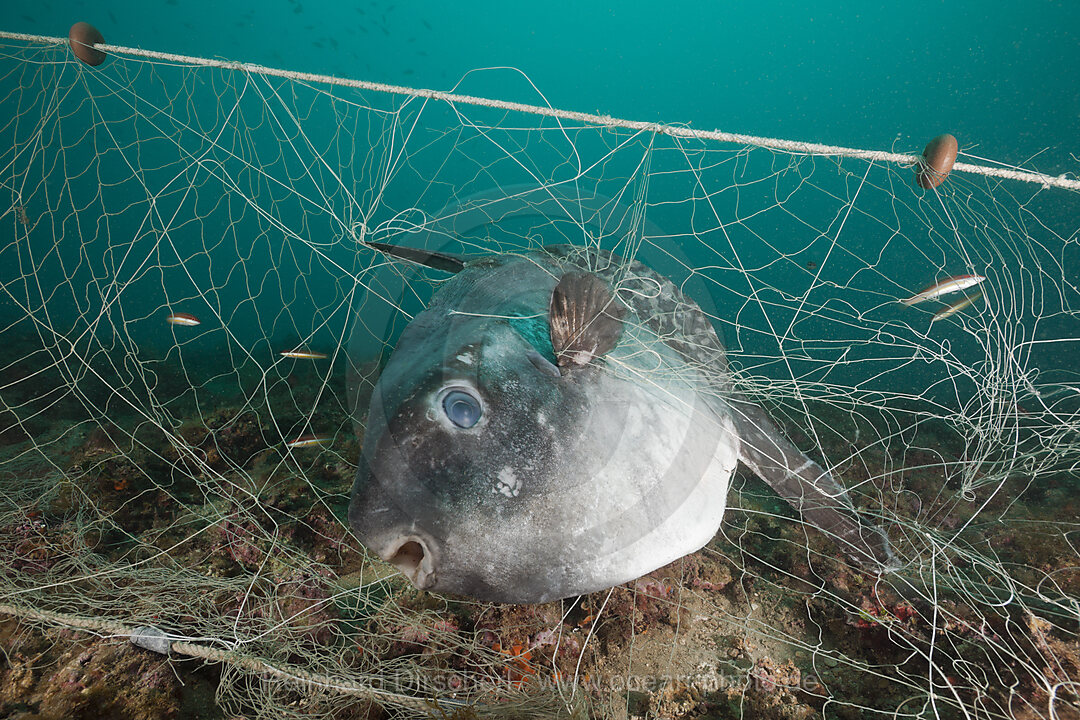 Mondfisch in verlorenem Fischernetz, Mola mola, Cap de Creus, Costa Brava, Spanien