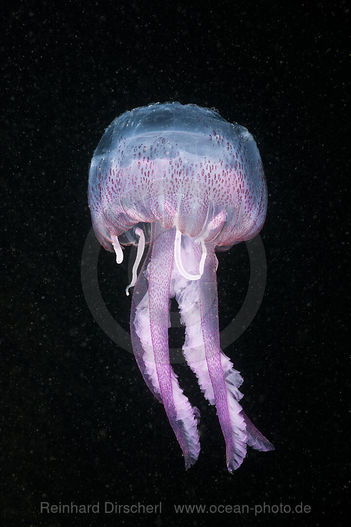 Leuchtqualle, Pelagia noctiluca, Cap de Creus, Costa Brava, Spanien