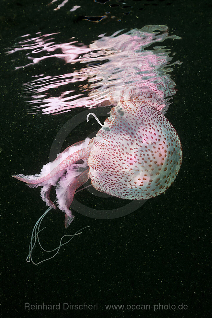 Leuchtqualle, Pelagia noctiluca, Cap de Creus, Costa Brava, Spanien