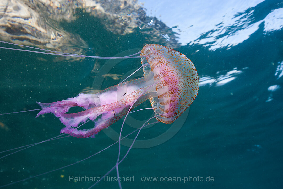 Mauve Stinger Jellyfish, Pelagia noctiluca, Cap de Creus, Costa Brava, Spain