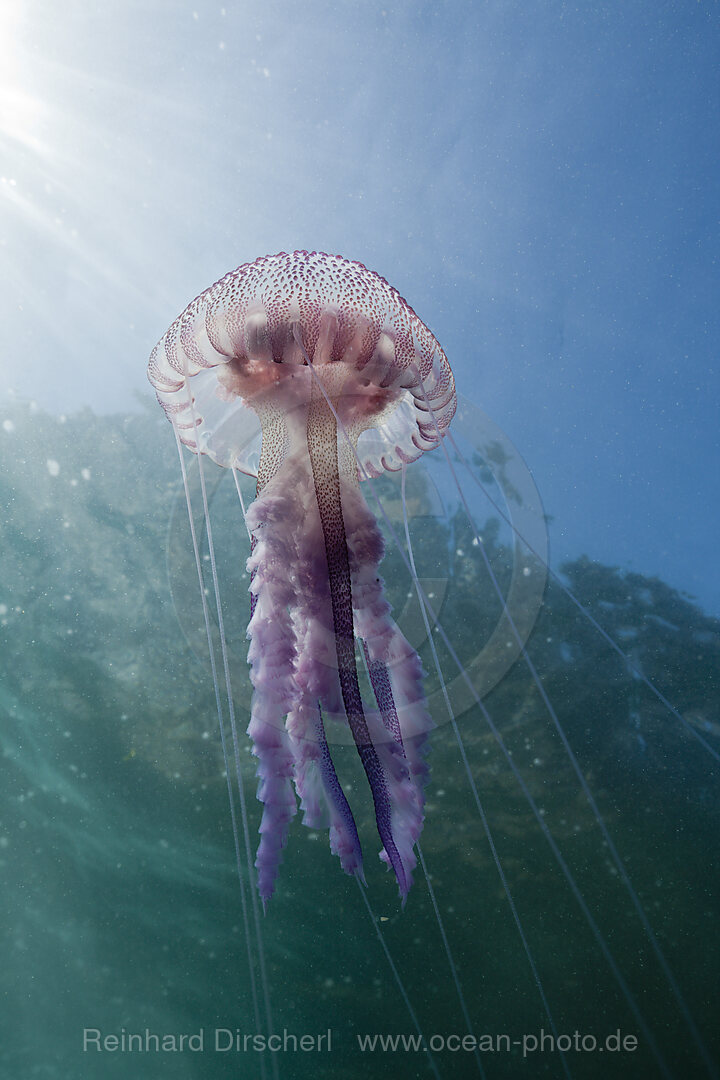 Leuchtqualle, Pelagia noctiluca, Cap de Creus, Costa Brava, Spanien