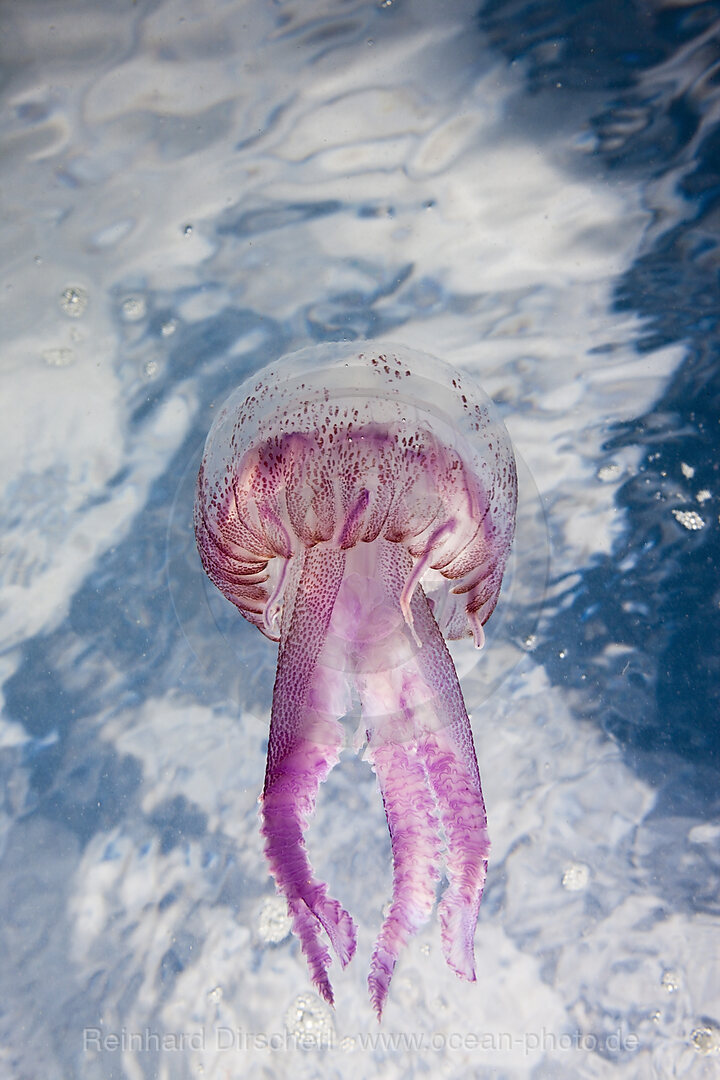 Mauve Stinger Jellyfish, Pelagia noctiluca, Cap de Creus, Costa Brava, Spain