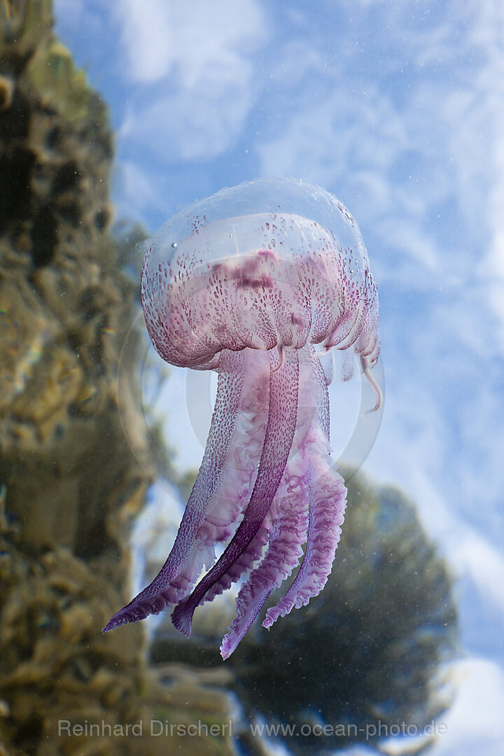 Leuchtqualle, Pelagia noctiluca, Cap de Creus, Costa Brava, Spanien