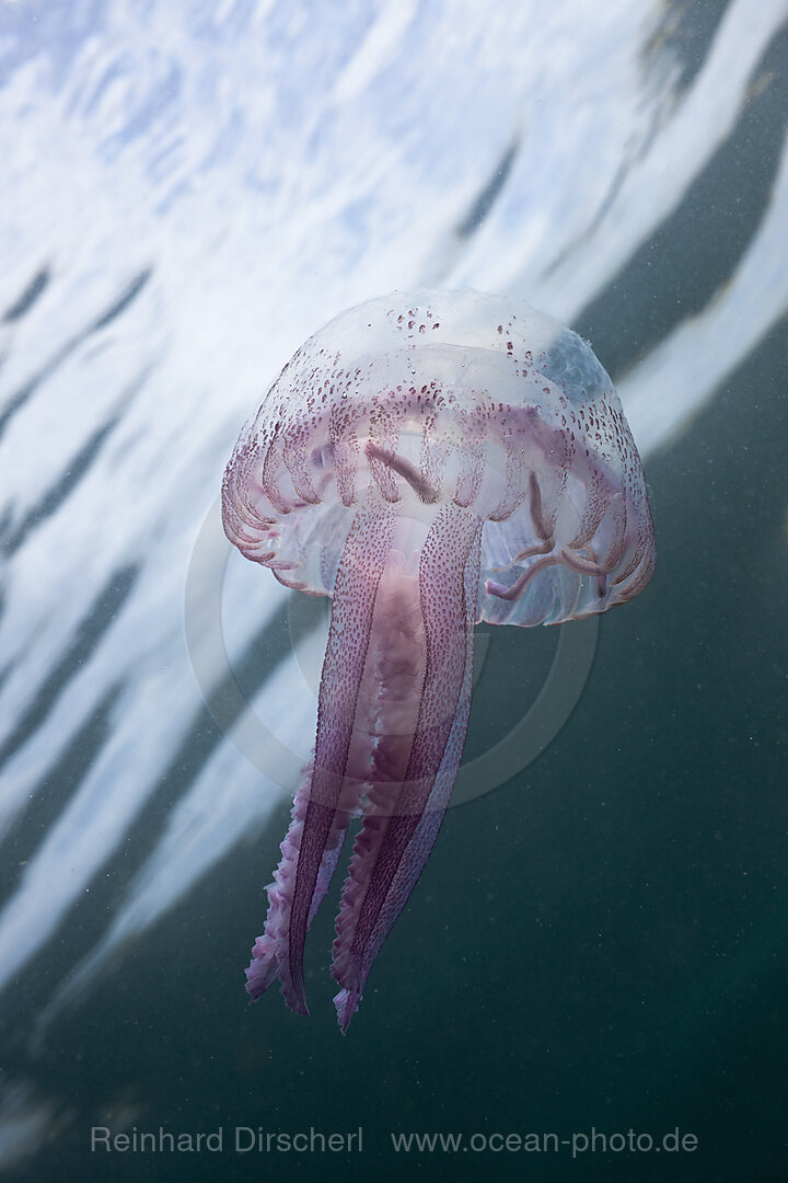 Leuchtqualle, Pelagia noctiluca, Cap de Creus, Costa Brava, Spanien