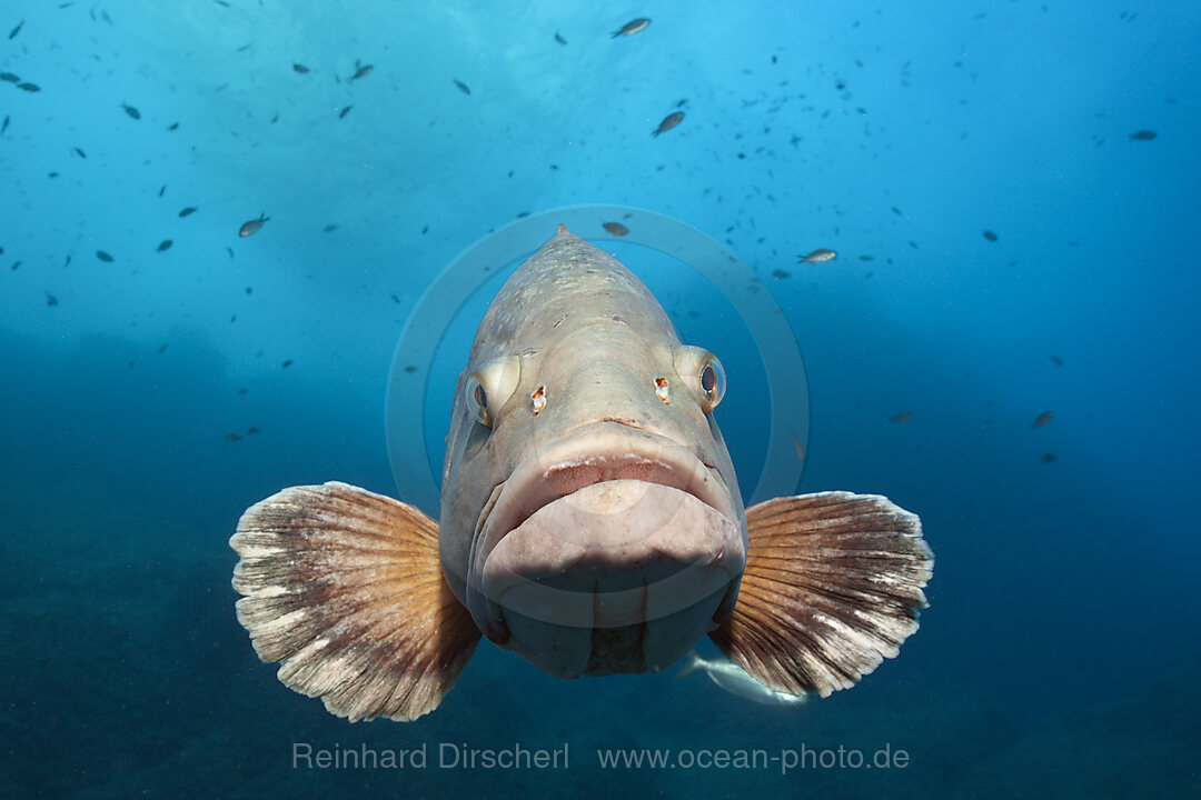 Brauner Zackenbarsch