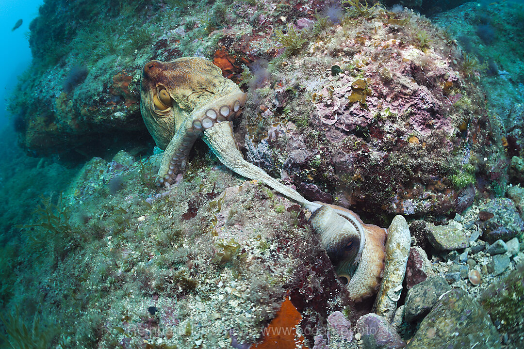 Paarung Gemeiner Oktopus, Octopus vulgaris, Cap de Creus, Costa Brava, Spanien