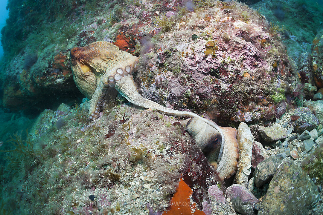 Paarung Gemeiner Oktopus, Octopus vulgaris, Cap de Creus, Costa Brava, Spanien