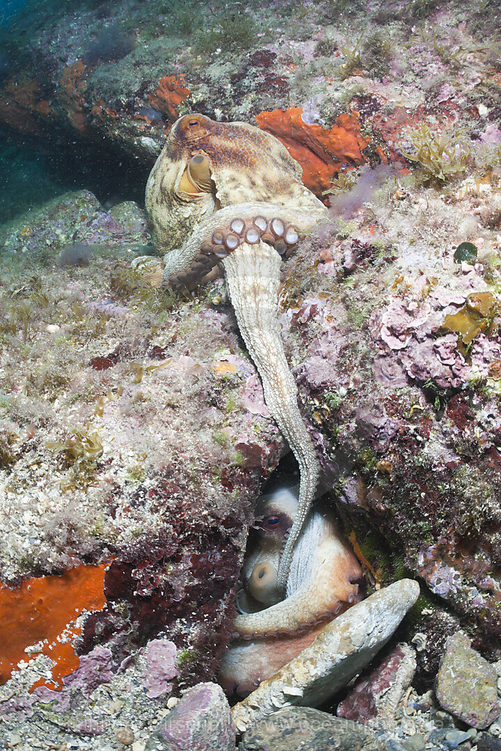 Paarung Gemeiner Oktopus, Octopus vulgaris, Cap de Creus, Costa Brava, Spanien