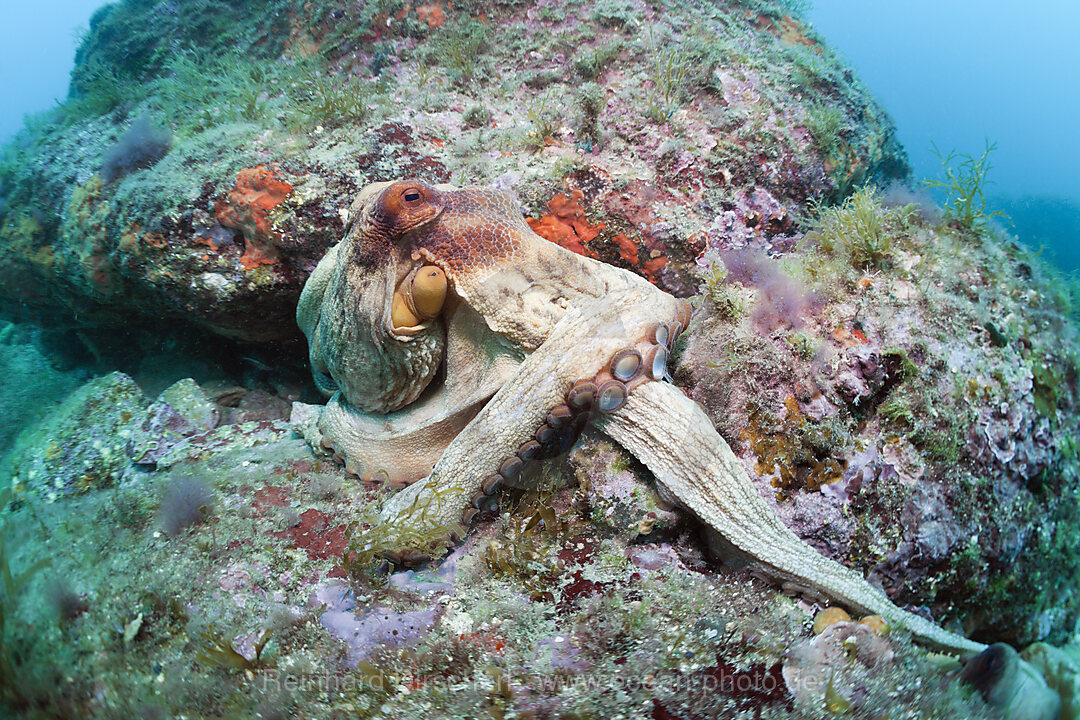 Gemeiner Oktopus am Riff, Octopus vulgaris, Cap de Creus, Costa Brava, Spanien