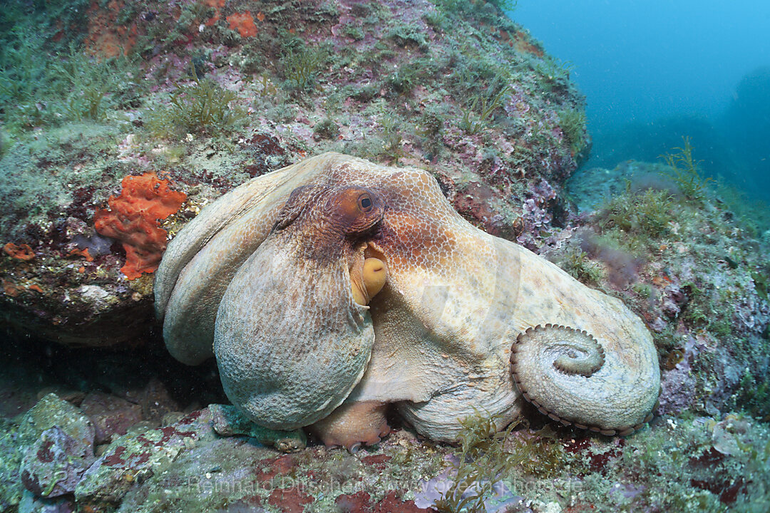 Gemeiner Oktopus am Riff