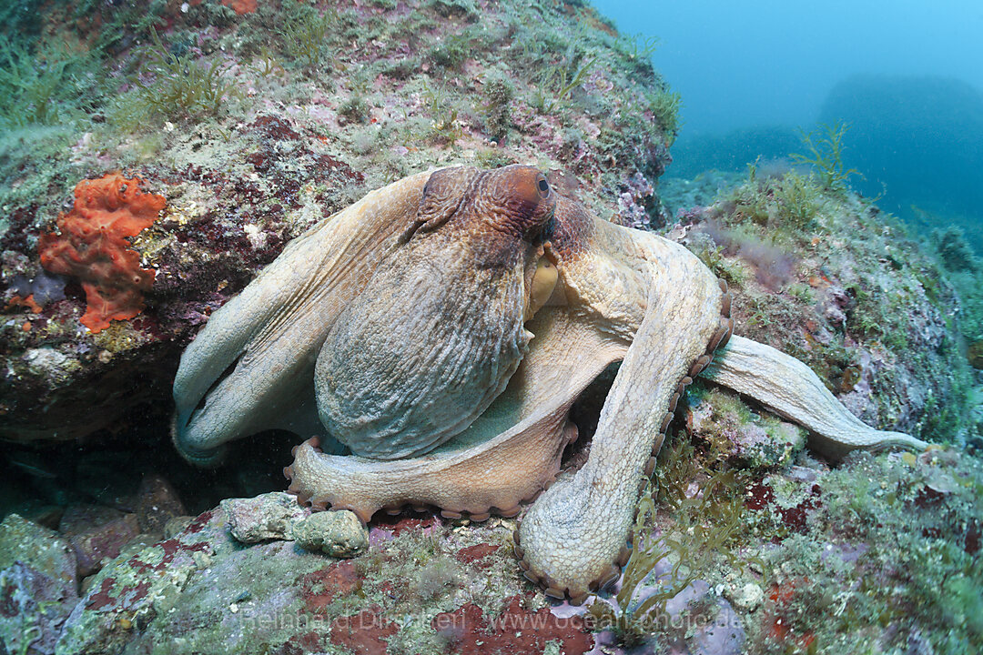 Gemeiner Oktopus am Riff, Octopus vulgaris, Cap de Creus, Costa Brava, Spanien