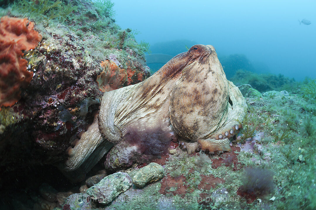 Gemeiner Oktopus am Riff, Octopus vulgaris, Cap de Creus, Costa Brava, Spanien