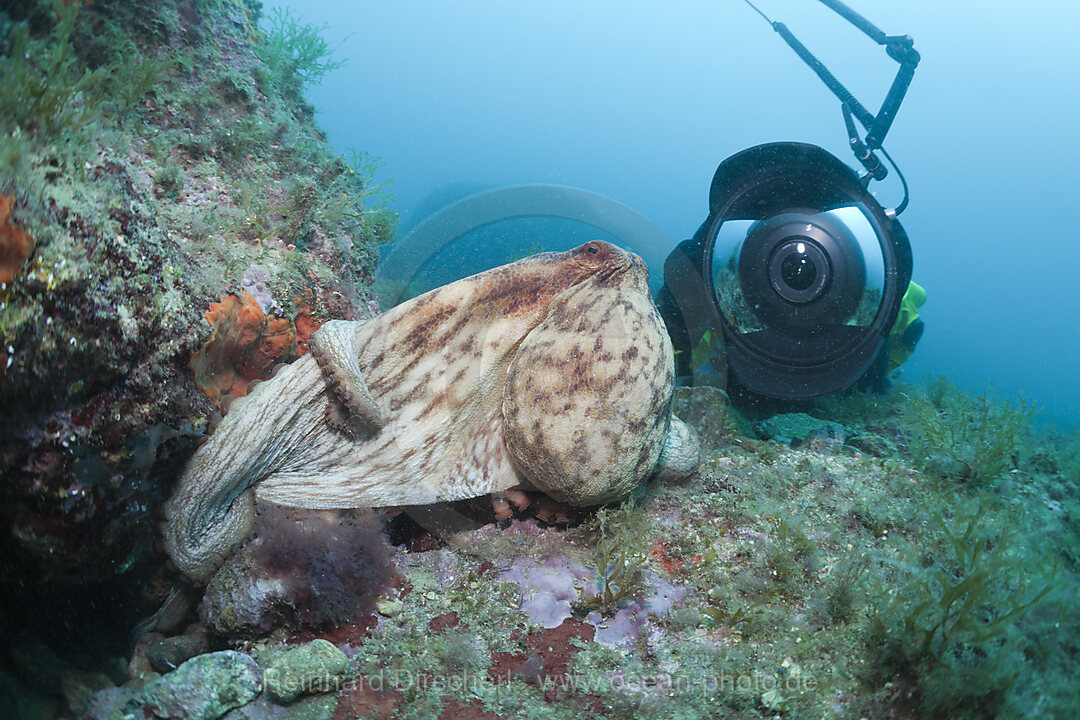 Gemeiner Oktopus und Unterwasserfotograf