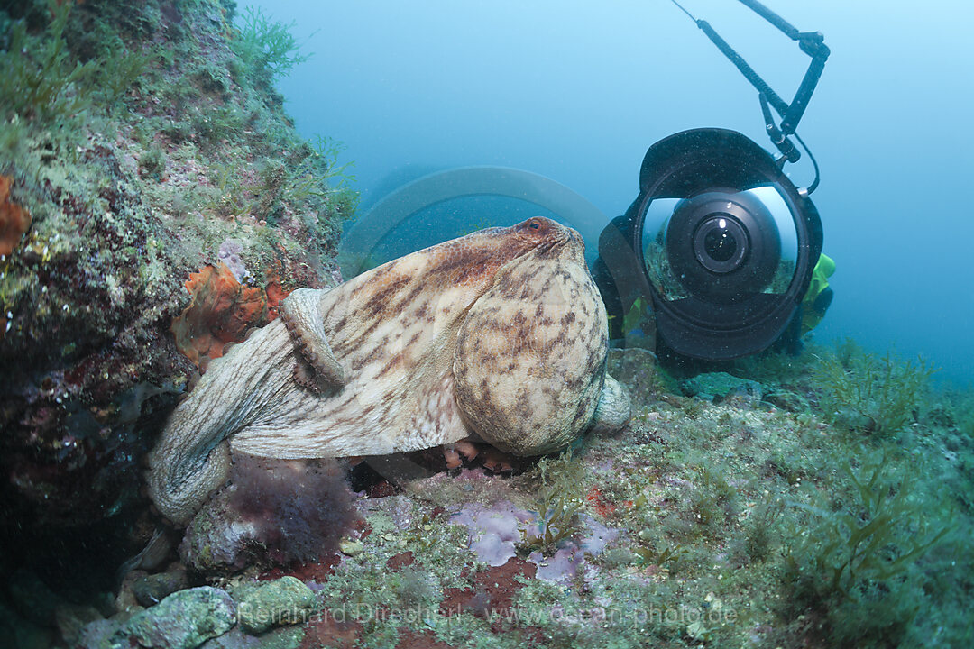 Gemeiner Oktopus und Unterwasserfotograf, Octopus vulgaris, Cap de Creus, Costa Brava, Spanien