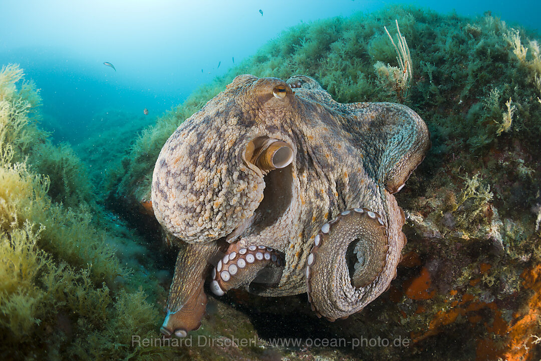 Common Octopus over Reef, Octopus vulgaris, Cap de Creus, Costa Brava, Spain