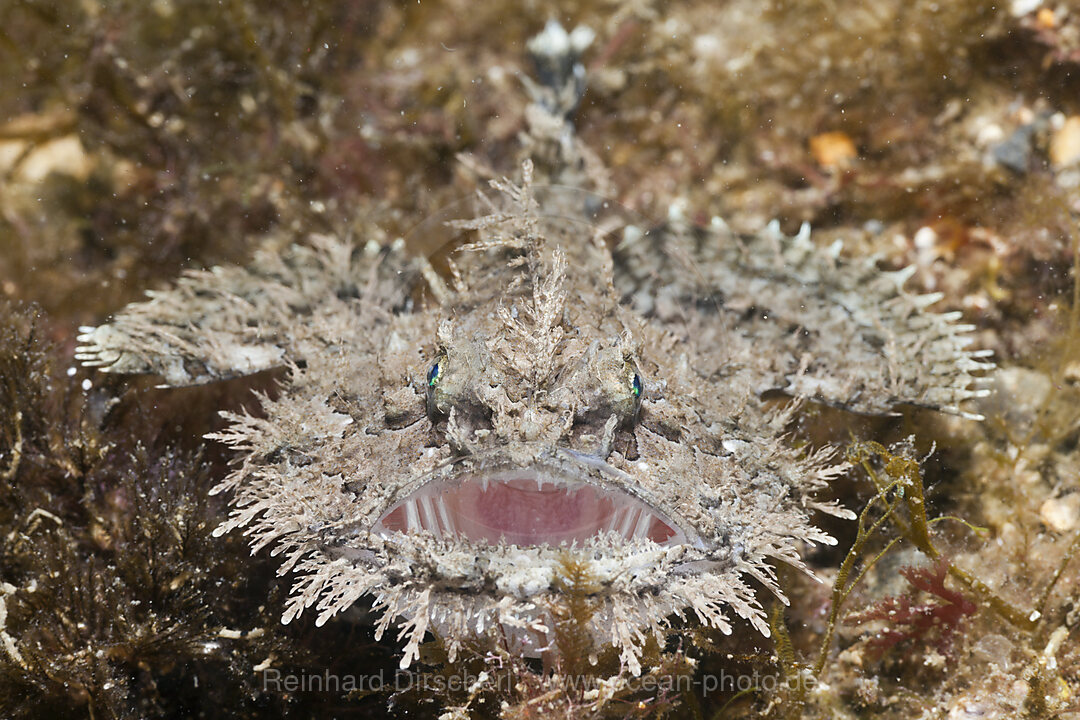 Short-spined Anglerfish