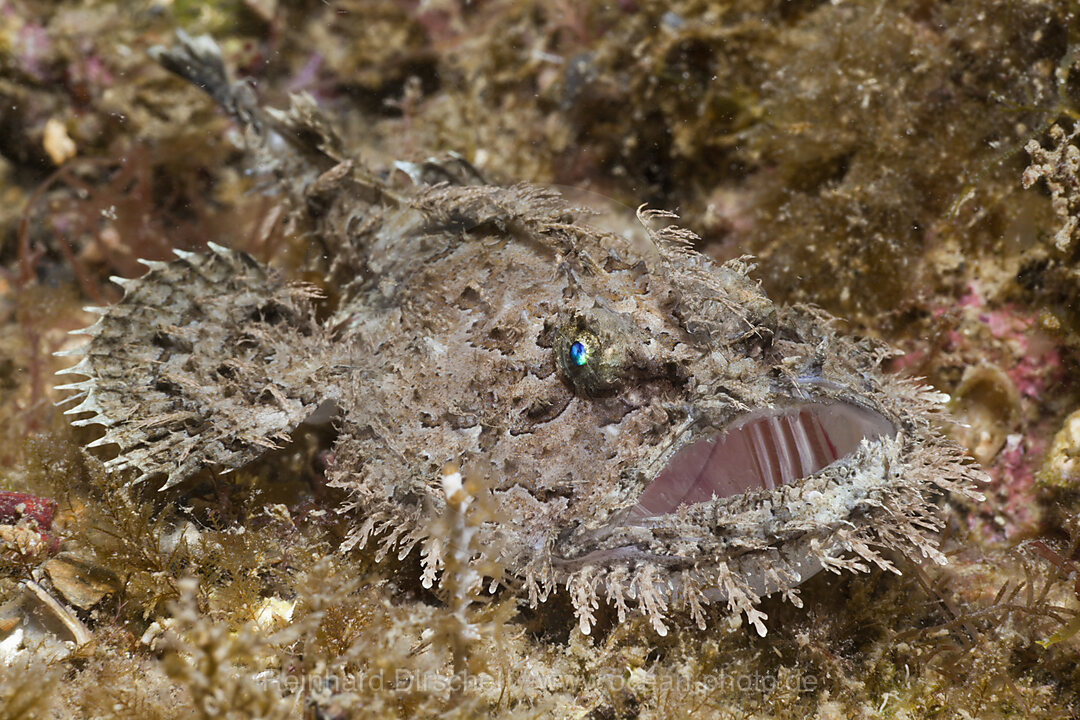 Kurzangel-Seeteufel, Lophius budegassa, Cap de Creus, Costa Brava, Spanien