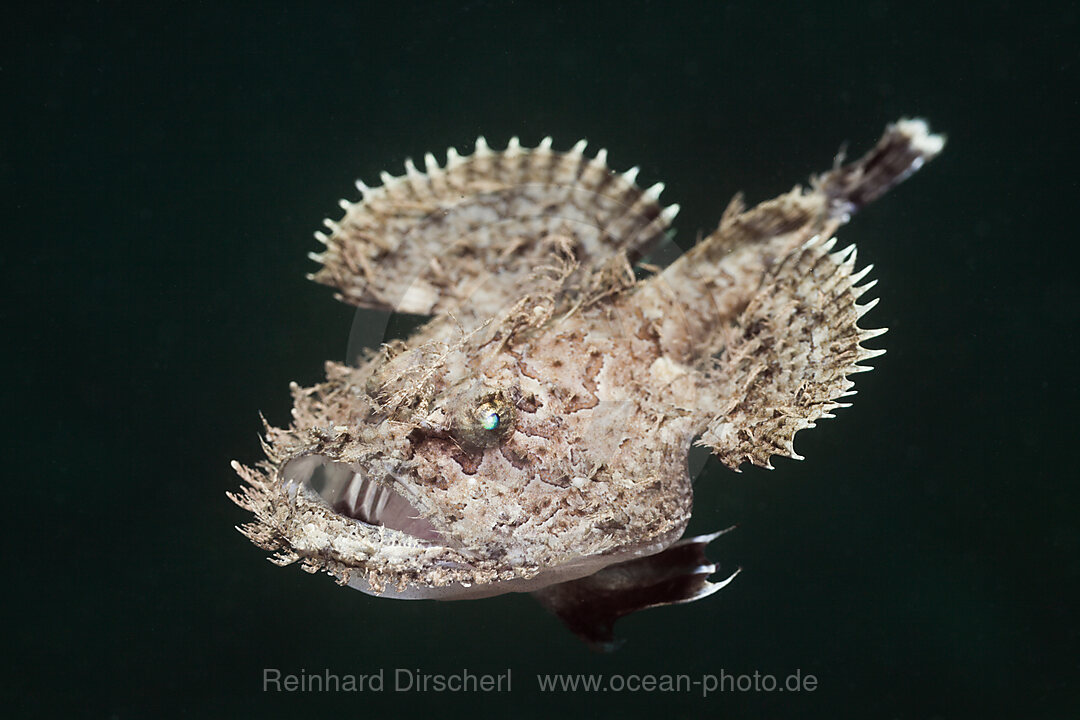 Short-spined Anglerfish