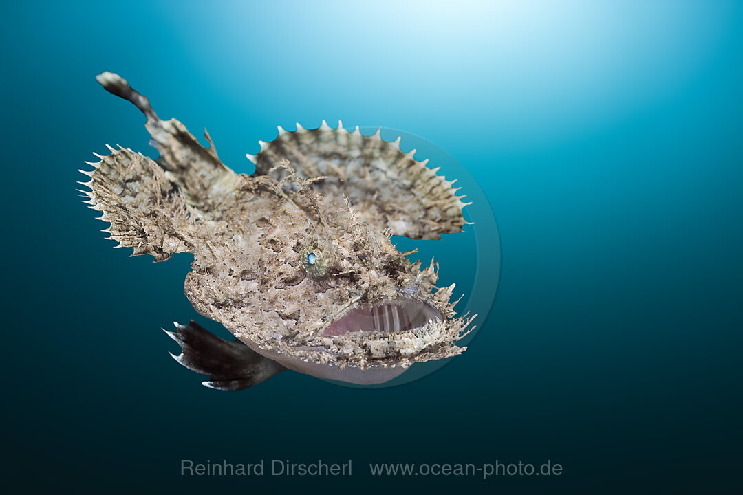 Short-spined Anglerfish