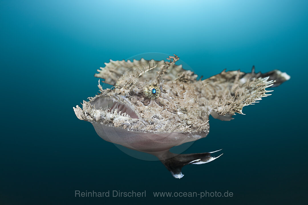 Kurzangel-Seeteufel, Lophius budegassa, Cap de Creus, Costa Brava, Spanien