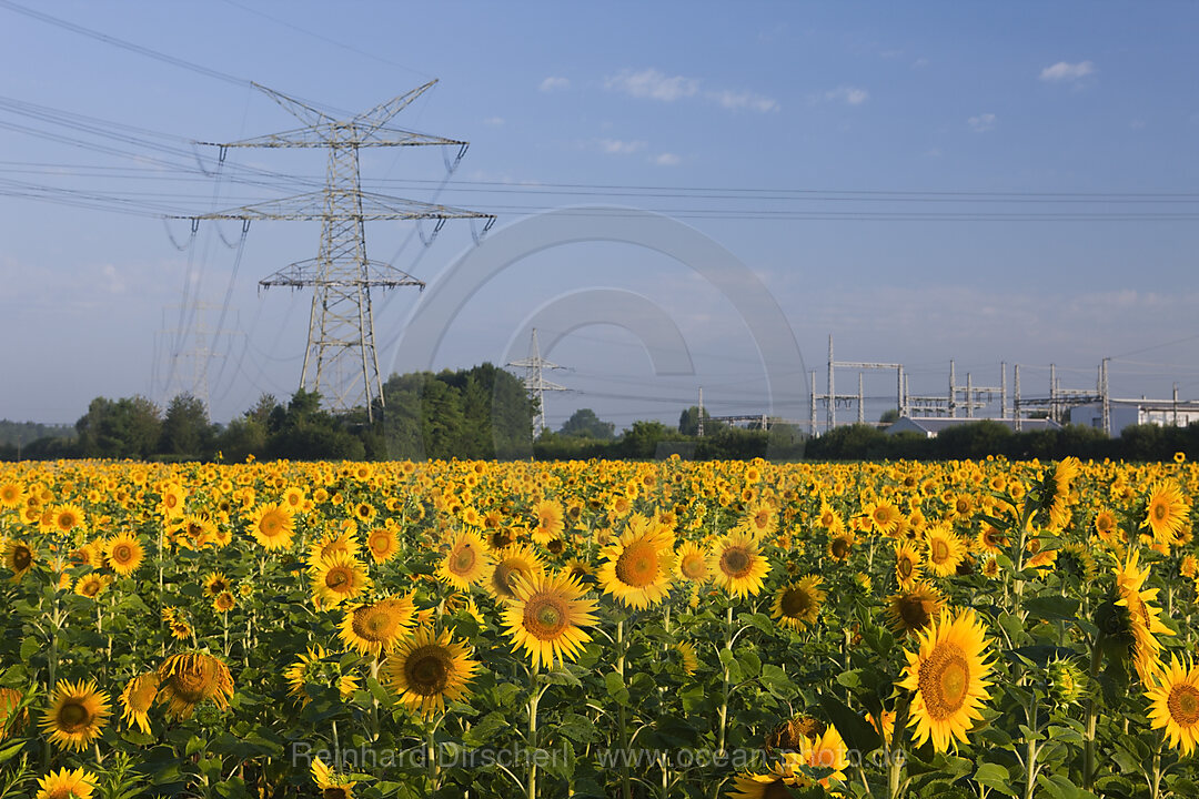 Sonnenblumenfeld mit Hochspannungsmasten