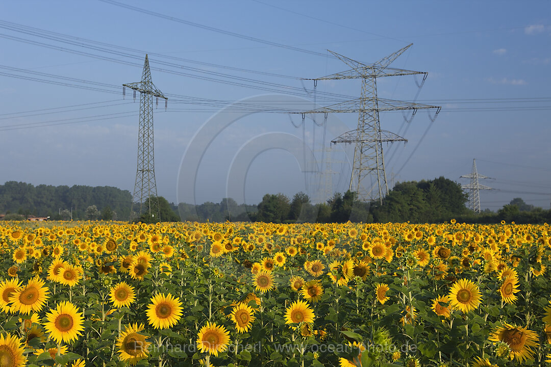 Sonnenblumenfeld mit Hochspannungsmasten, Helianthus annuus, Muenchen, Bayern, Deutschland