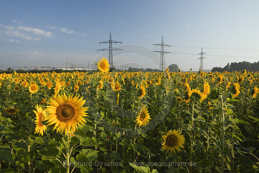 Sonnenblumenfeld mit Hochspannungsmasten