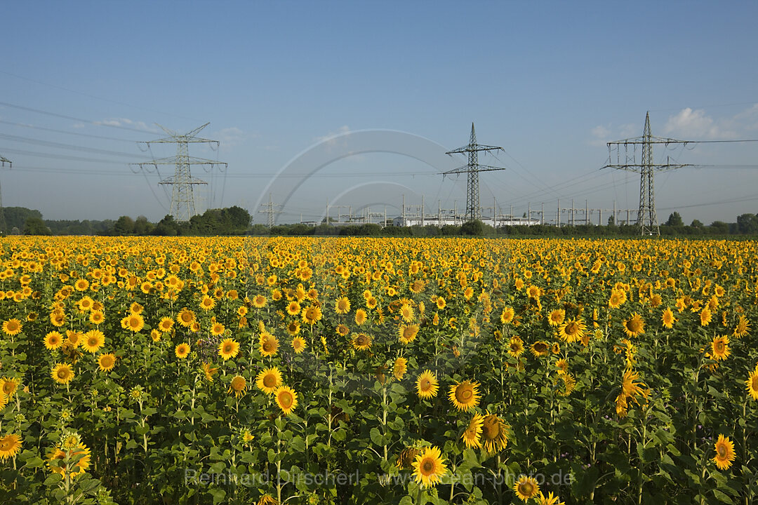 Sunflower Field near Electricity Pylons, Helianthus annuus, Munich, Bavaria, Germany