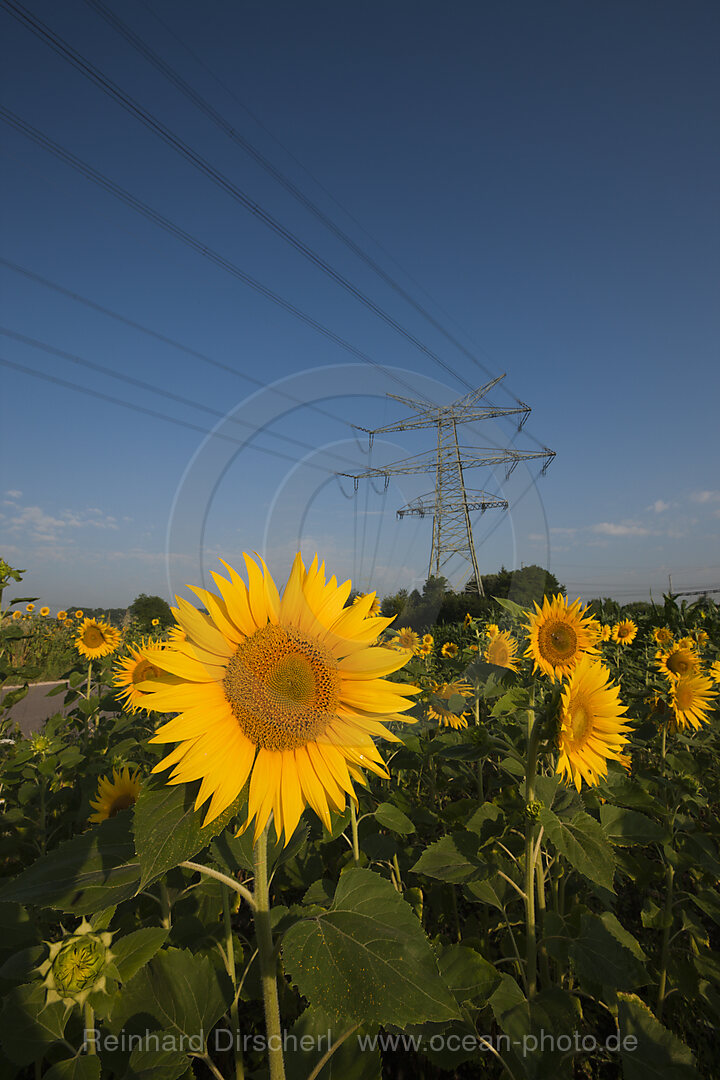 Stromleitungen ueber Sonnenblumenfeld
