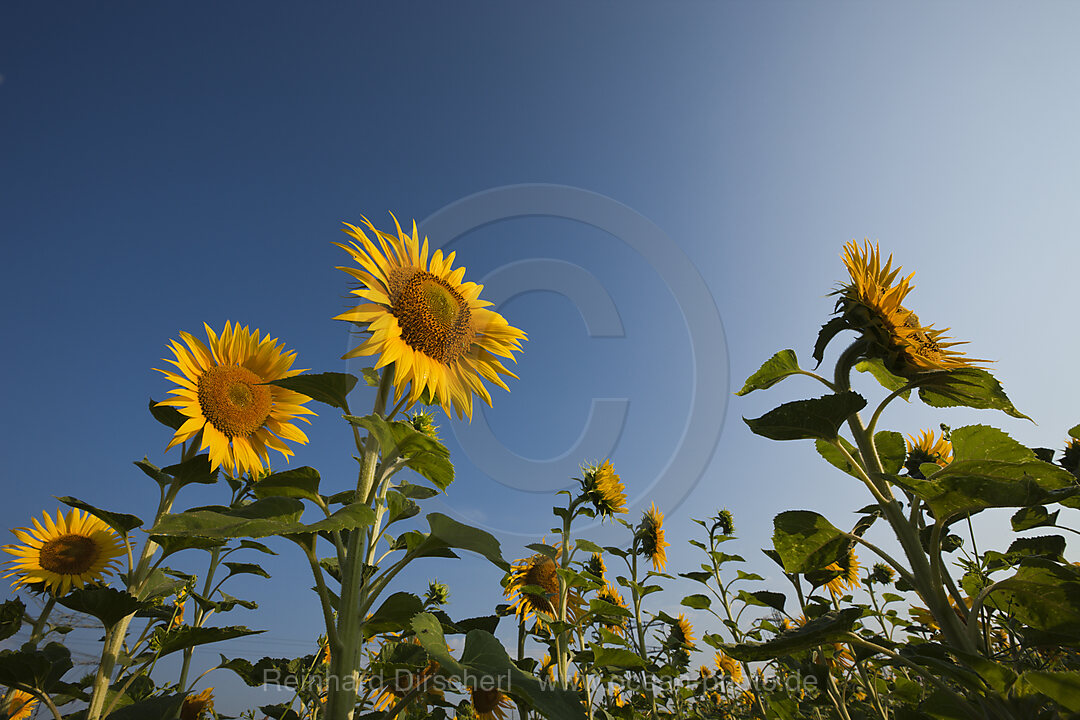 Sonnenblumen