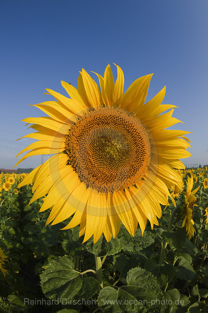 Sonnenblumen