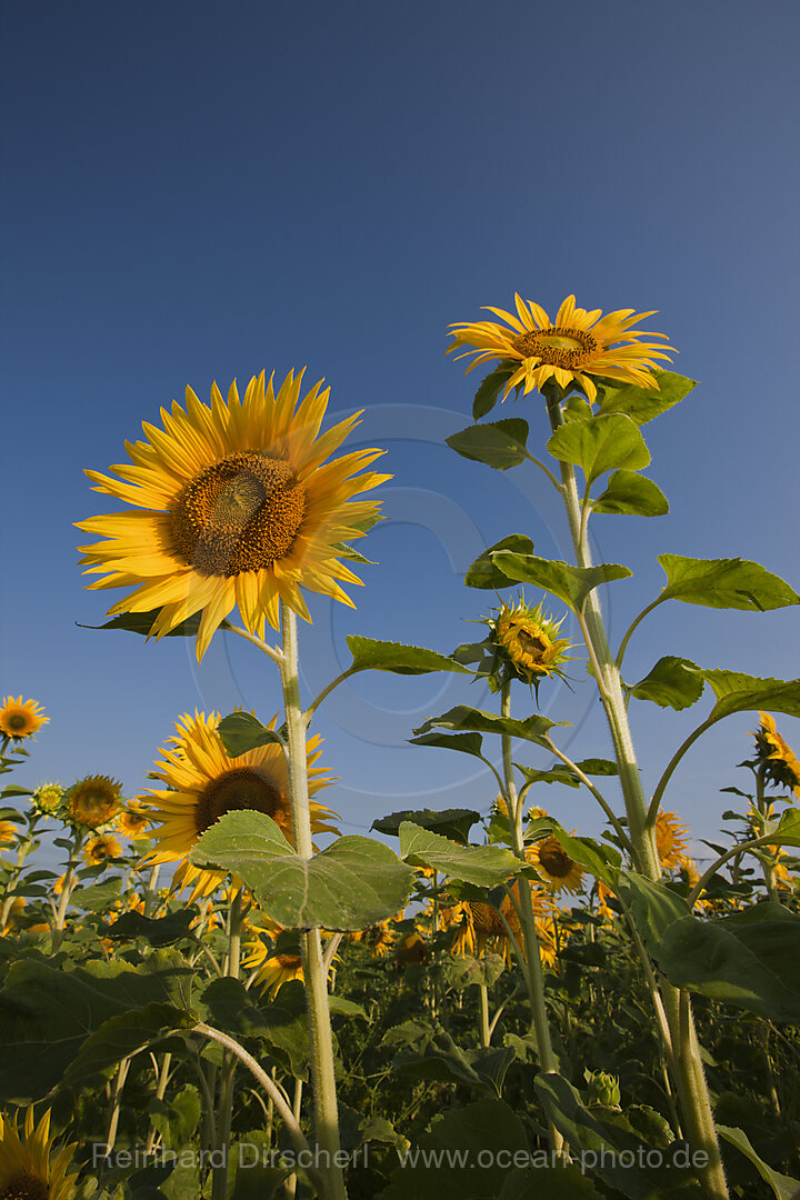 Sonnenblumen, Helianthus annuus, Muenchen, Bayern, Deutschland